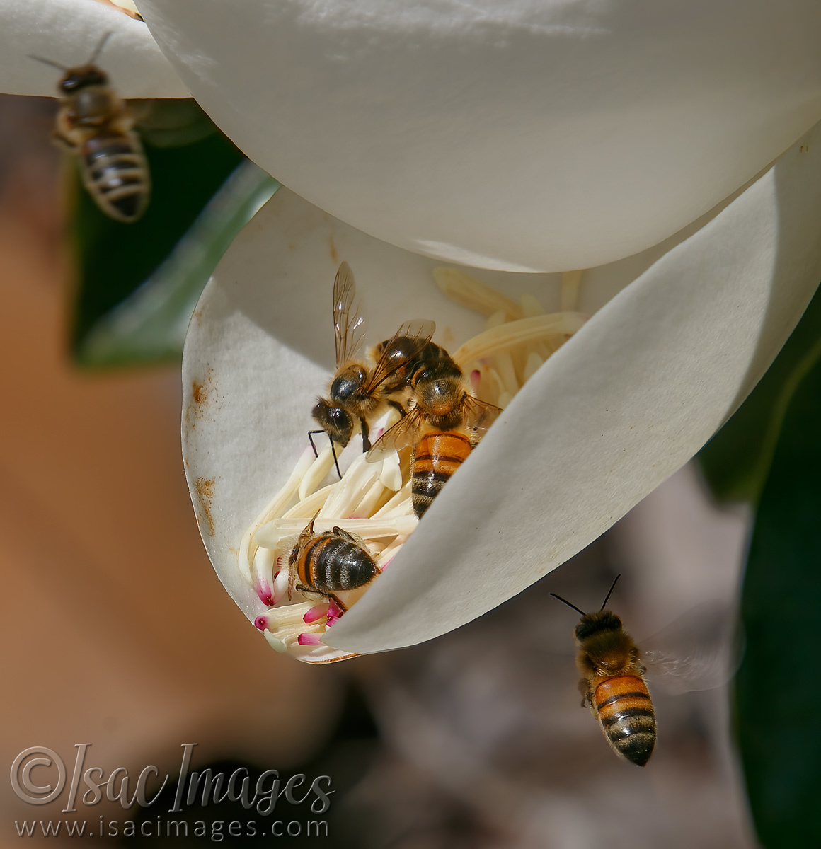 Click image for larger version

Name:	7643-Bees_In_Magnolia.jpg
Views:	57
Size:	296.6 KB
ID:	494858