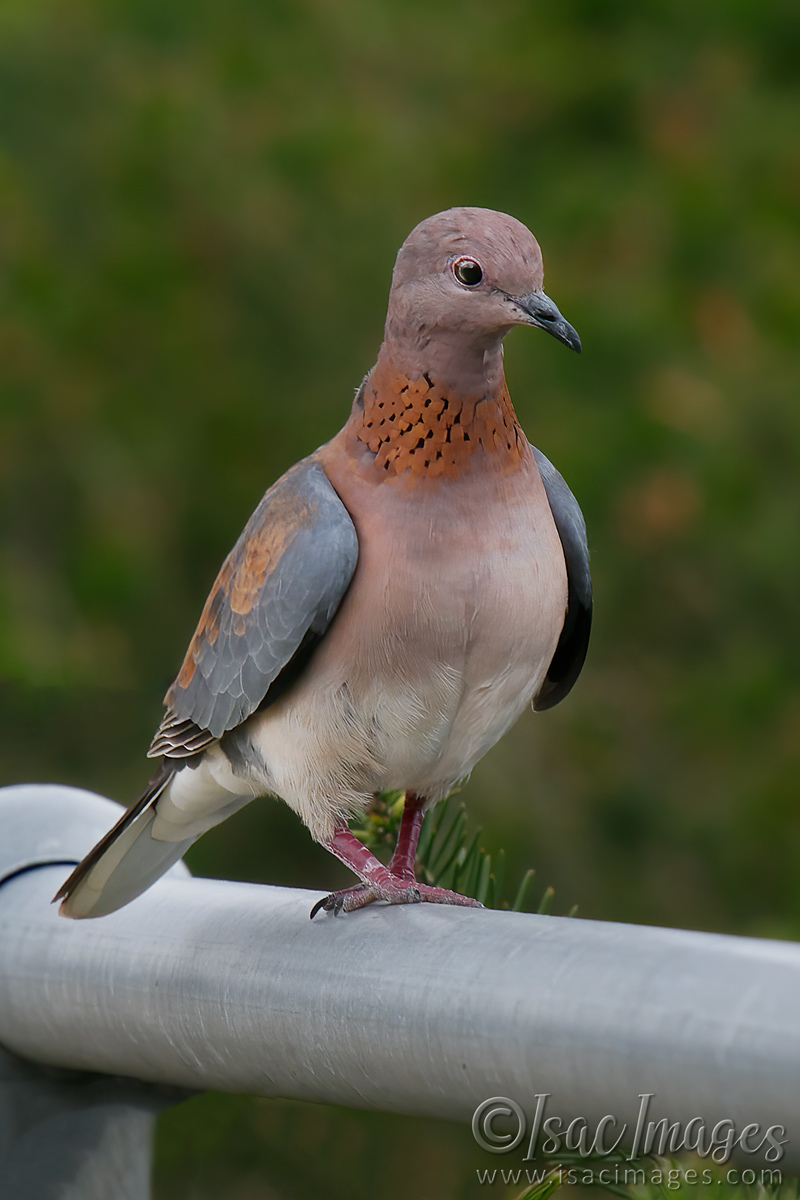 Click image for larger version

Name:	7655-Laughing_Dove.jpg
Views:	41
Size:	272.0 KB
ID:	494865