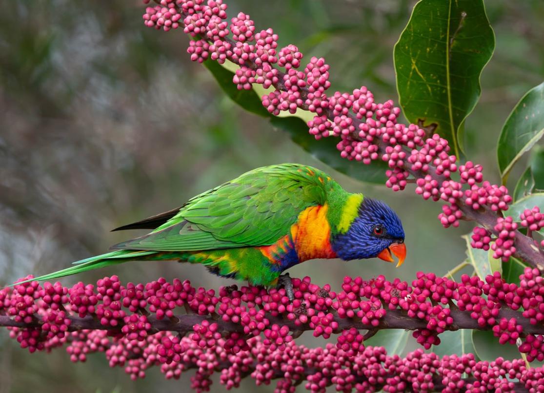 Click image for larger version

Name:	20220215_RainbowLorikeets_0008.jpg
Views:	72
Size:	127.1 KB
ID:	484030