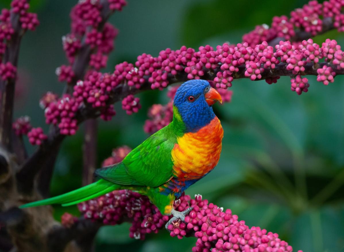 Click image for larger version

Name:	20220220_Lorikeets_0006-Edit.jpg
Views:	73
Size:	98.5 KB
ID:	484186