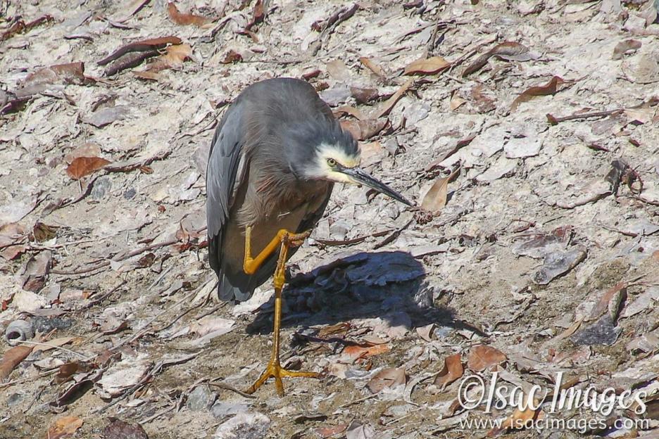 Click image for larger version

Name:	7216-White_Faced_Heron.jpg
Views:	43
Size:	170.9 KB
ID:	484367