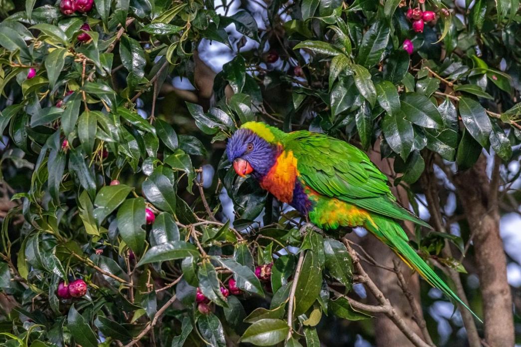 Click image for larger version

Name:	Rainbow in the Lilly Pilly.jpg
Views:	106
Size:	153.0 KB
ID:	487300