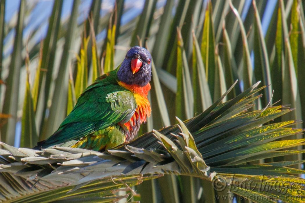 Click image for larger version

Name:	0105-Rainbow_Lorikeet.jpg
Views:	44
Size:	111.4 KB
ID:	487589