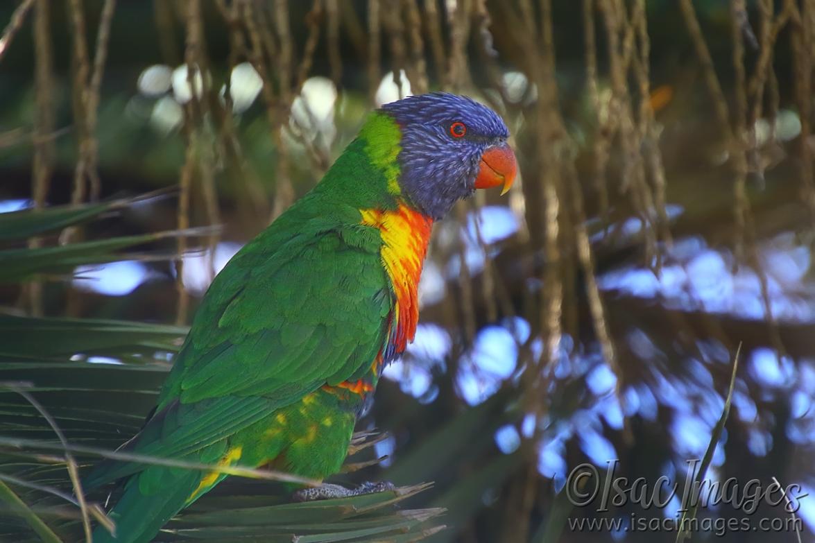 Click image for larger version

Name:	6313-Rainbow_Lorikeet.jpg
Views:	73
Size:	93.5 KB
ID:	483635