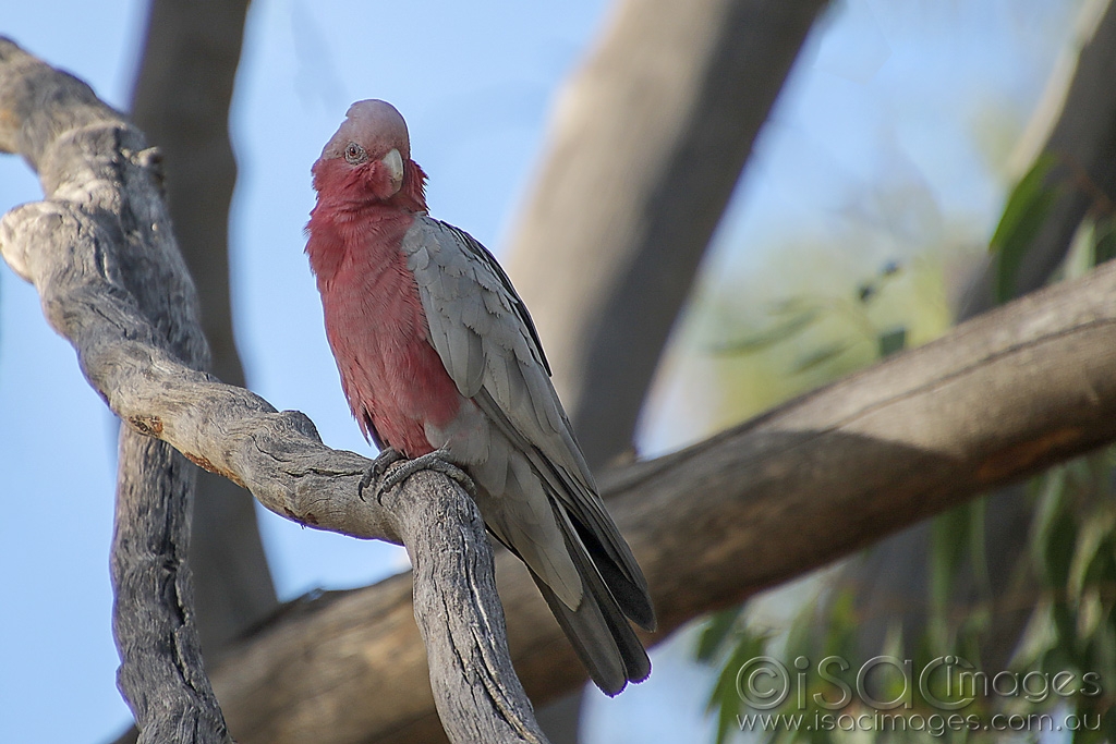 Click image for larger version  Name:	027A4991-Pink_Grey_Cockatoo.jpg Views:	0 Size:	424.3 KB ID:	470066