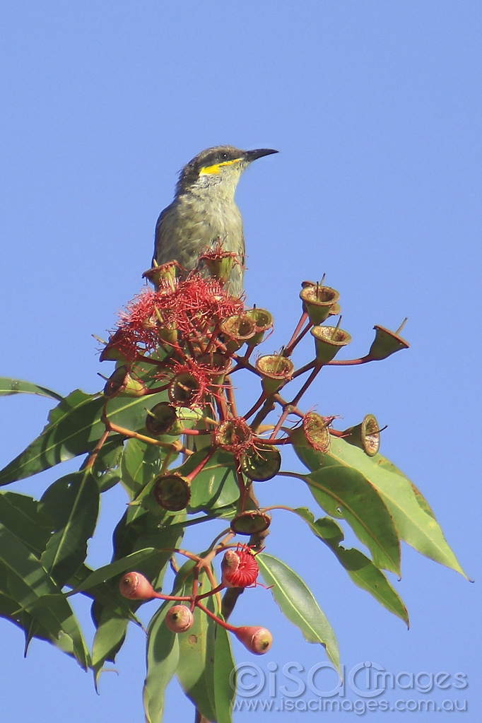 Click image for larger version  Name:	5303-Singing_Honeyeater.jpg Views:	0 Size:	411.6 KB ID:	475531