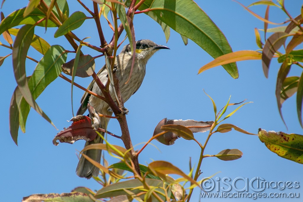 Click image for larger version

Name:	1963-Singing_Honeyeater.jpg
Views:	42
Size:	160.6 KB
ID:	467266