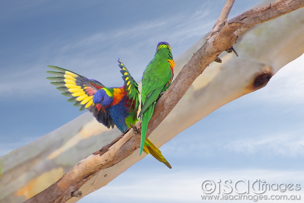 Click image for larger version

Name:	027A4782-Rainbow_Lorikeets.jpg
Views:	30
Size:	345.8 KB
ID:	469912