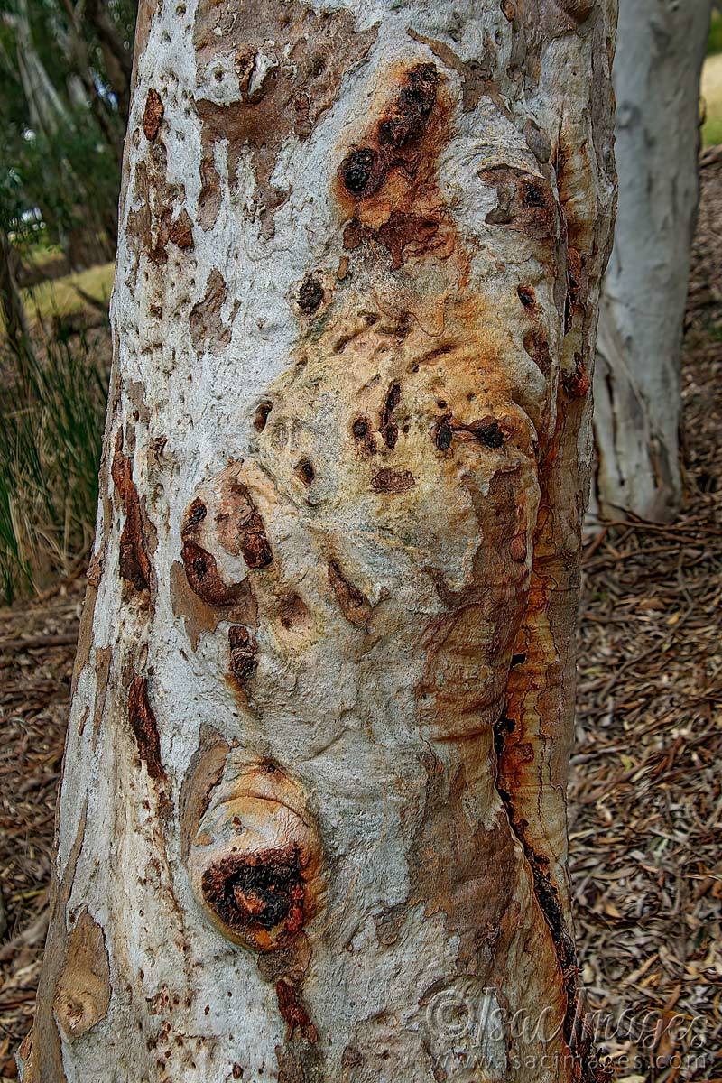 Click image for larger version

Name:	7693-Eucalyptus-Laeliae_Gum.jpg
Views:	60
Size:	278.9 KB
ID:	494953