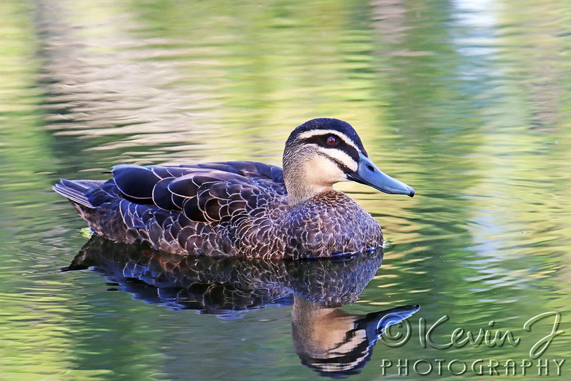 Click image for larger version

Name:	Duck 6.jpg
Views:	51
Size:	202.0 KB
ID:	495007