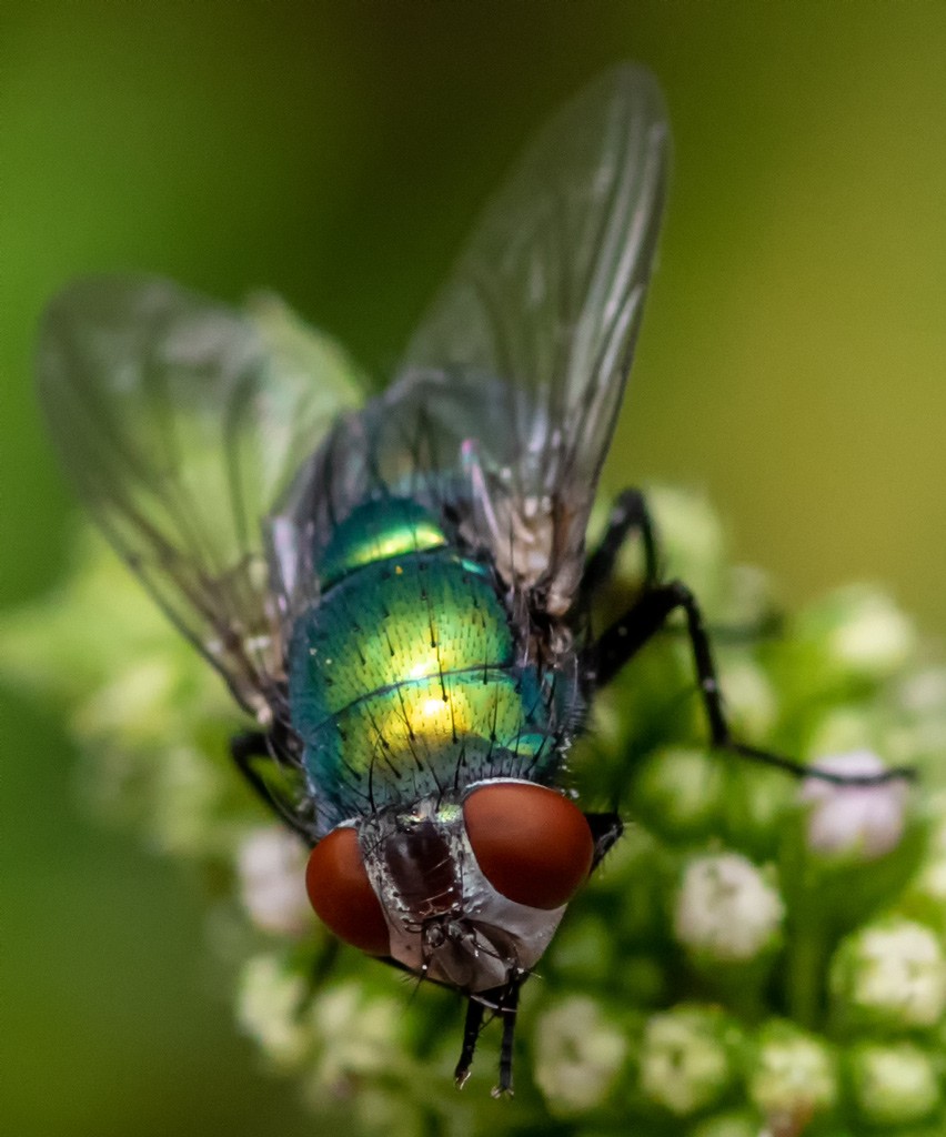 Click image for larger version

Name:	Another Fly.jpg
Views:	127
Size:	146.8 KB
ID:	469339