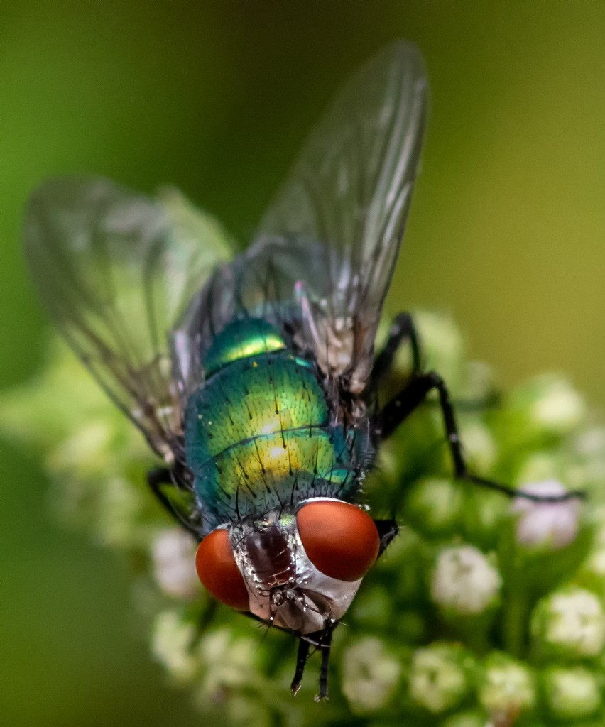 Click image for larger version  Name:	Another Fly (Edit).jpg Views:	0 Size:	148.2 KB ID:	469353