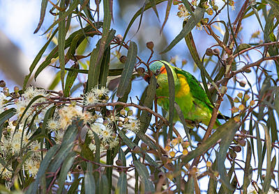 Click image for larger version  Name:	Musk Lorikeet1.jpg Views:	24 Size:	255.6 KB ID:	495091