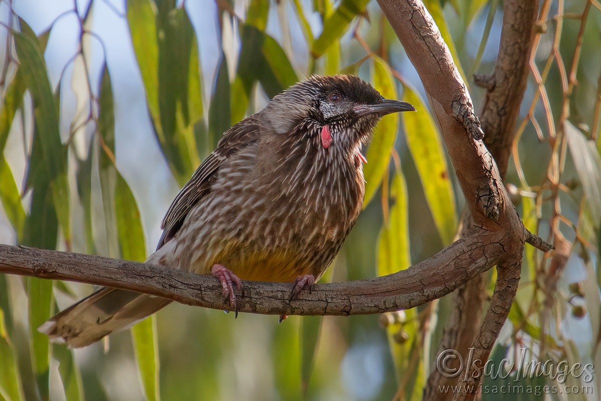 Click image for larger version

Name:	7960-Red_Wattle_Bird.jpg
Views:	100
Size:	287.4 KB
ID:	495387