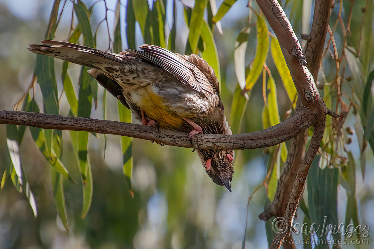 Click image for larger version

Name:	7959-Red_Wattle_Bird.jpg
Views:	105
Size:	288.1 KB
ID:	495388