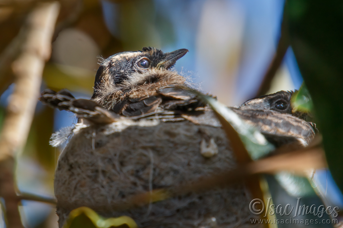 Click image for larger version

Name:	7970-Willie_Wagtails_Newborn.jpg
Views:	79
Size:	298.8 KB
ID:	495399