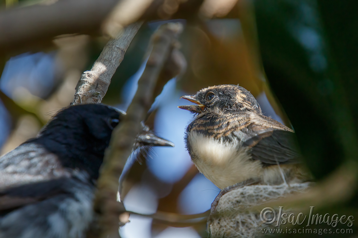 Click image for larger version

Name:	7979-Willie_Wagtails_Newborn.jpg
Views:	68
Size:	290.9 KB
ID:	495400