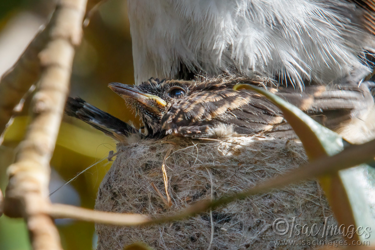 Click image for larger version

Name:	7908-Willie_Wagtails_Newborn.jpg
Views:	71
Size:	299.4 KB
ID:	495401