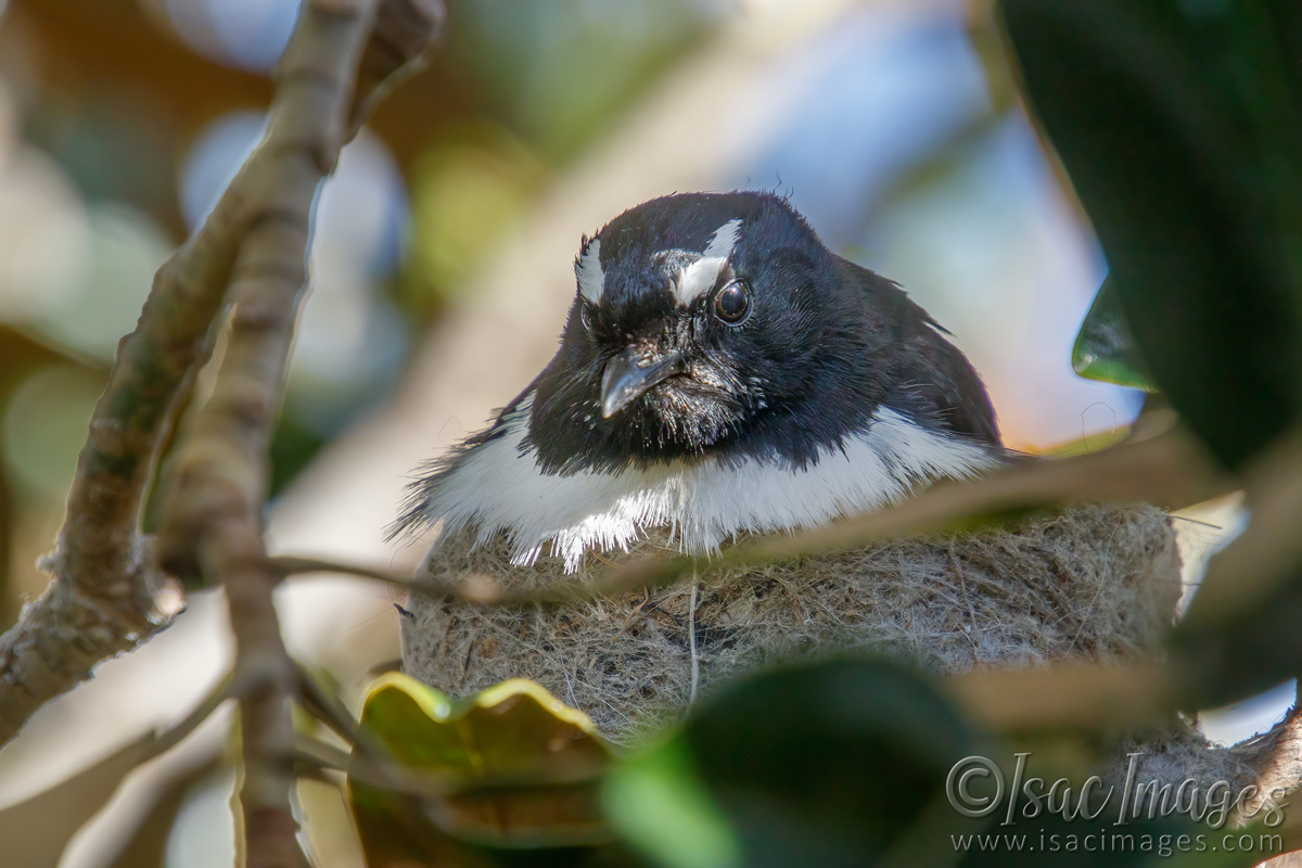 Click image for larger version

Name:	7998-Willie_Wagtails_Newborn.jpg
Views:	69
Size:	287.3 KB
ID:	495402