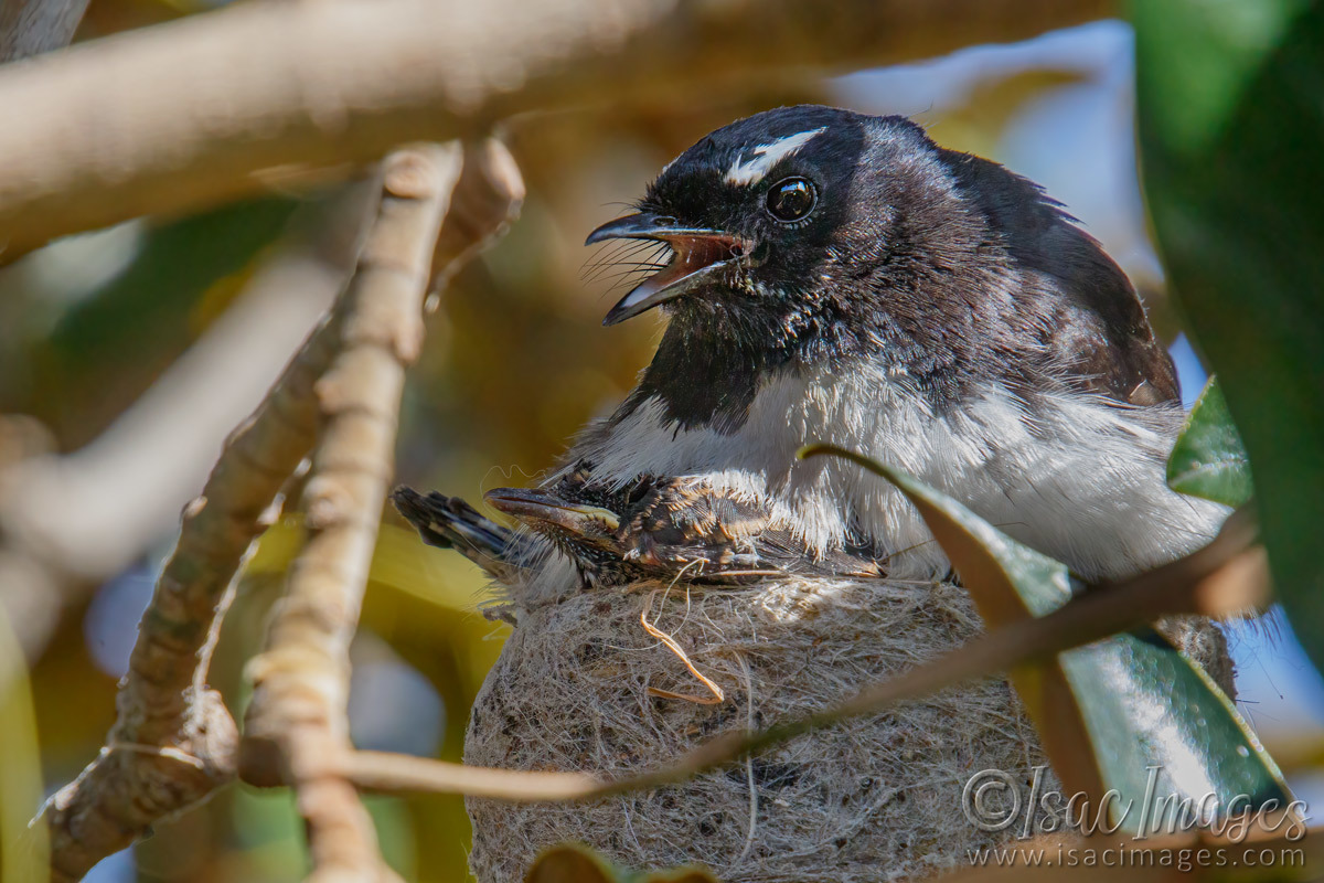 Click image for larger version

Name:	7915-Willie_Wagtails_Newborn.jpg
Views:	81
Size:	291.5 KB
ID:	495403