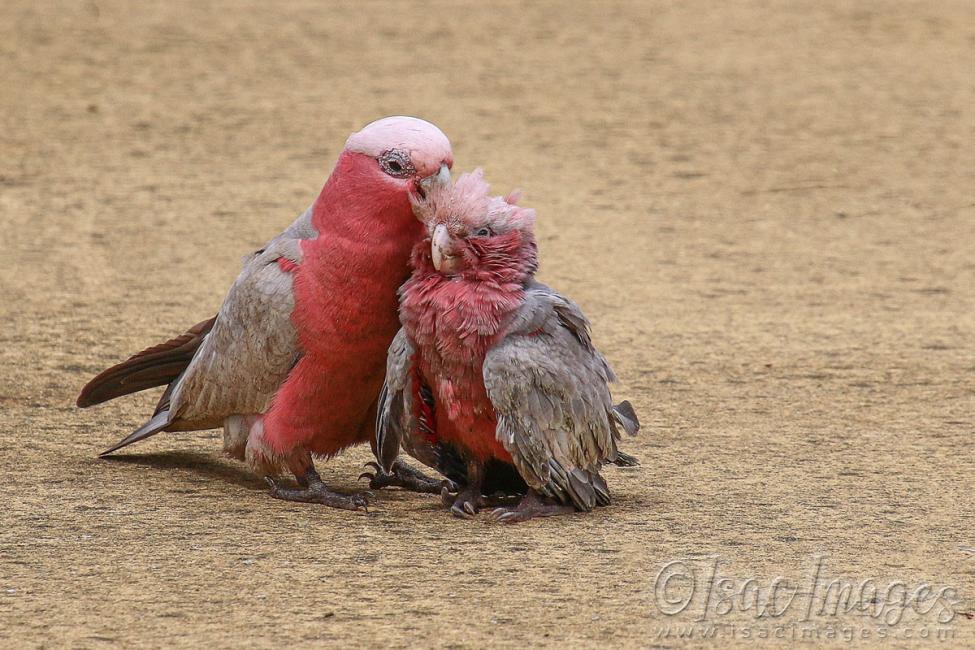 Click image for larger version

Name:	2741-Baby_Galah.jpg
Views:	65
Size:	115.9 KB
ID:	481179