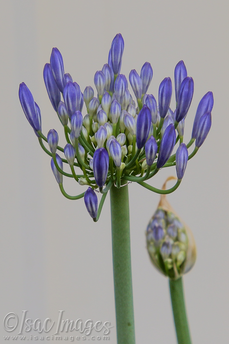 Click image for larger version

Name:	3643-Agapanthus_Blue-Purple_Flower.jpg
Views:	61
Size:	421.6 KB
ID:	481628