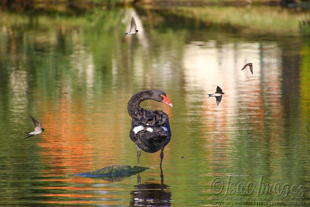 Click image for larger version

Name:	0300-Swallows_Swan.jpg
Views:	34
Size:	105.1 KB
ID:	480618