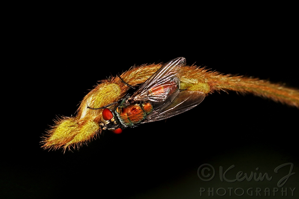 Click image for larger version

Name:	Bronze Fly..jpg
Views:	77
Size:	217.7 KB
ID:	473314