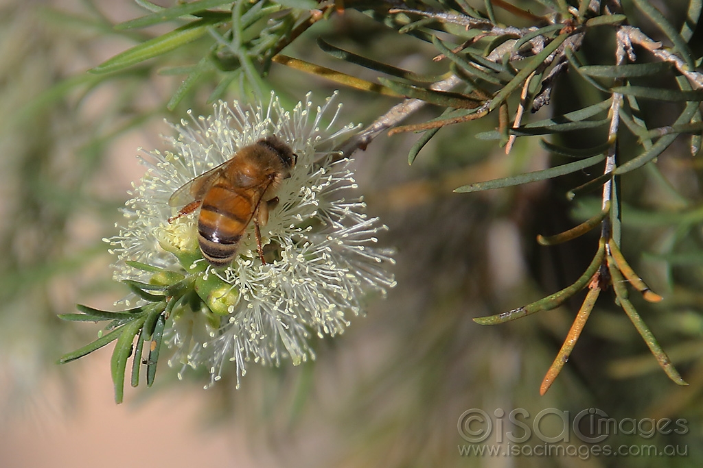 Click image for larger version  Name:	2157-Bee_in_Flowering-Gum.jpg Views:	10 Size:	444.9 KB ID:	474260