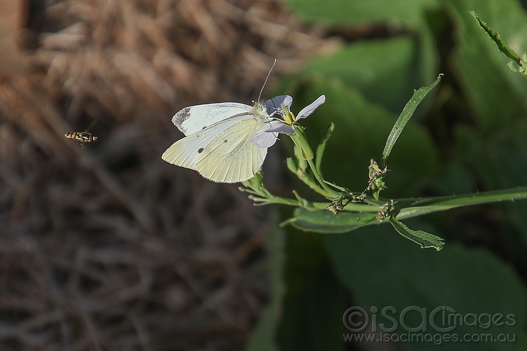 Click image for larger version

Name:	2484-Yellow-Shouldered_Stout-Hover_Fly_Cabbage_Moth.jpg
Views:	56
Size:	359.9 KB
ID:	474453