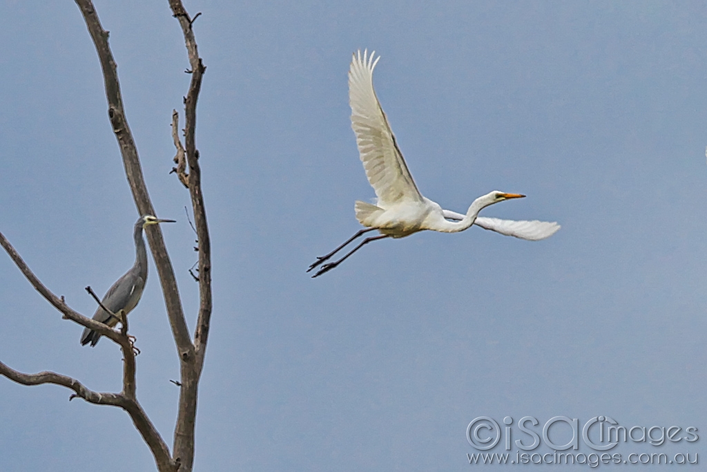 Click image for larger version

Name:	0215-Great_Egret.jpg
Views:	58
Size:	342.2 KB
ID:	470339