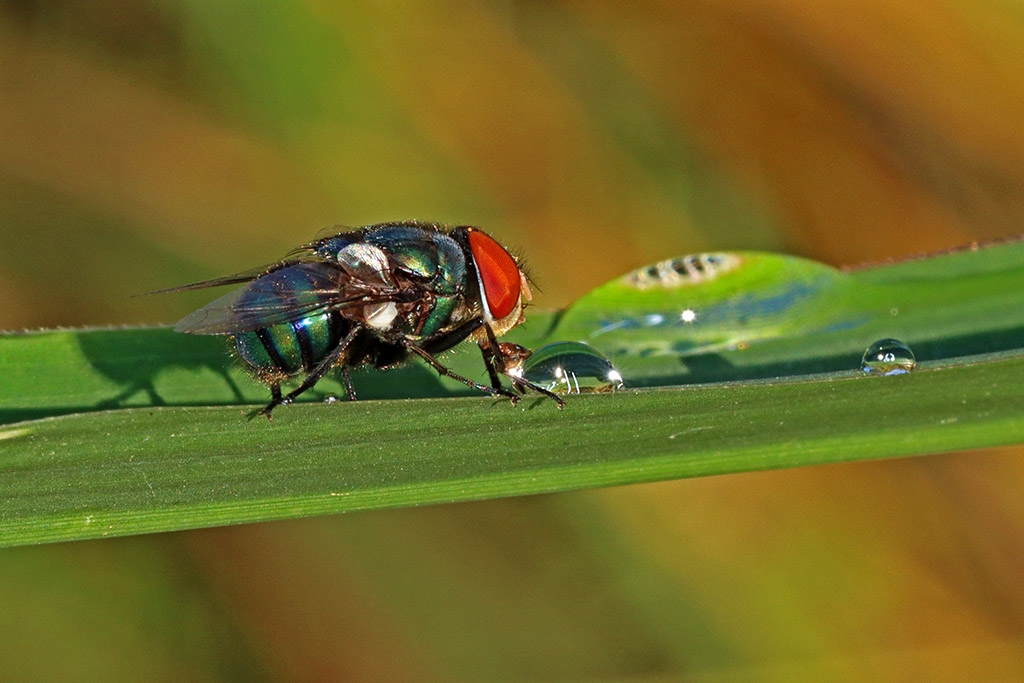 Click image for larger version

Name:	Drinking fly.jpg
Views:	44
Size:	379.6 KB
ID:	470686