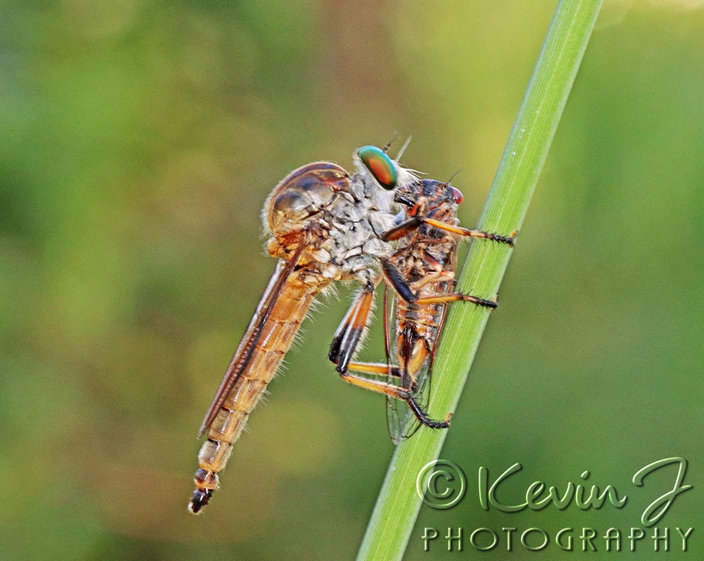 Click image for larger version

Name:	Robber Fly Feeding.jpg
Views:	54
Size:	460.0 KB
ID:	470404