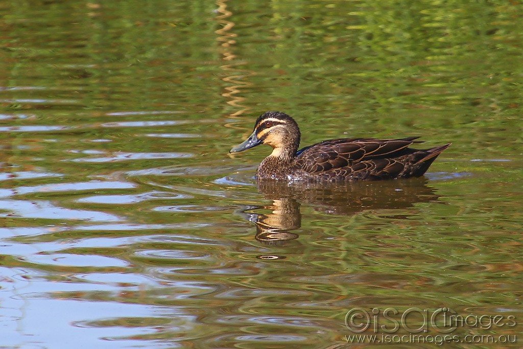 Click image for larger version

Name:	3840-Pacific_Black_Duck.jpg
Views:	42
Size:	188.7 KB
ID:	468685