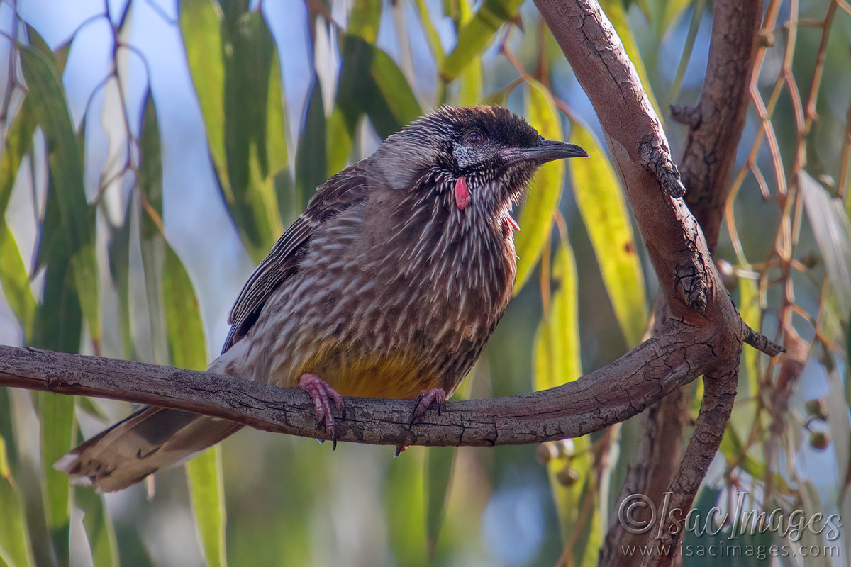 Click image for larger version

Name:	7960-Red_Wattle_Bird-A.jpg
Views:	89
Size:	298.4 KB
ID:	495473