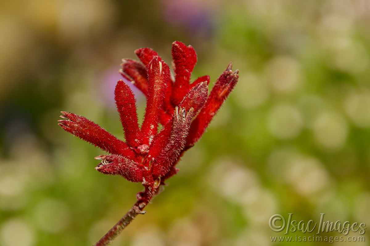 Click image for larger version

Name:	8090-Red_Kangaroo_Paw.jpg
Views:	89
Size:	279.5 KB
ID:	495529