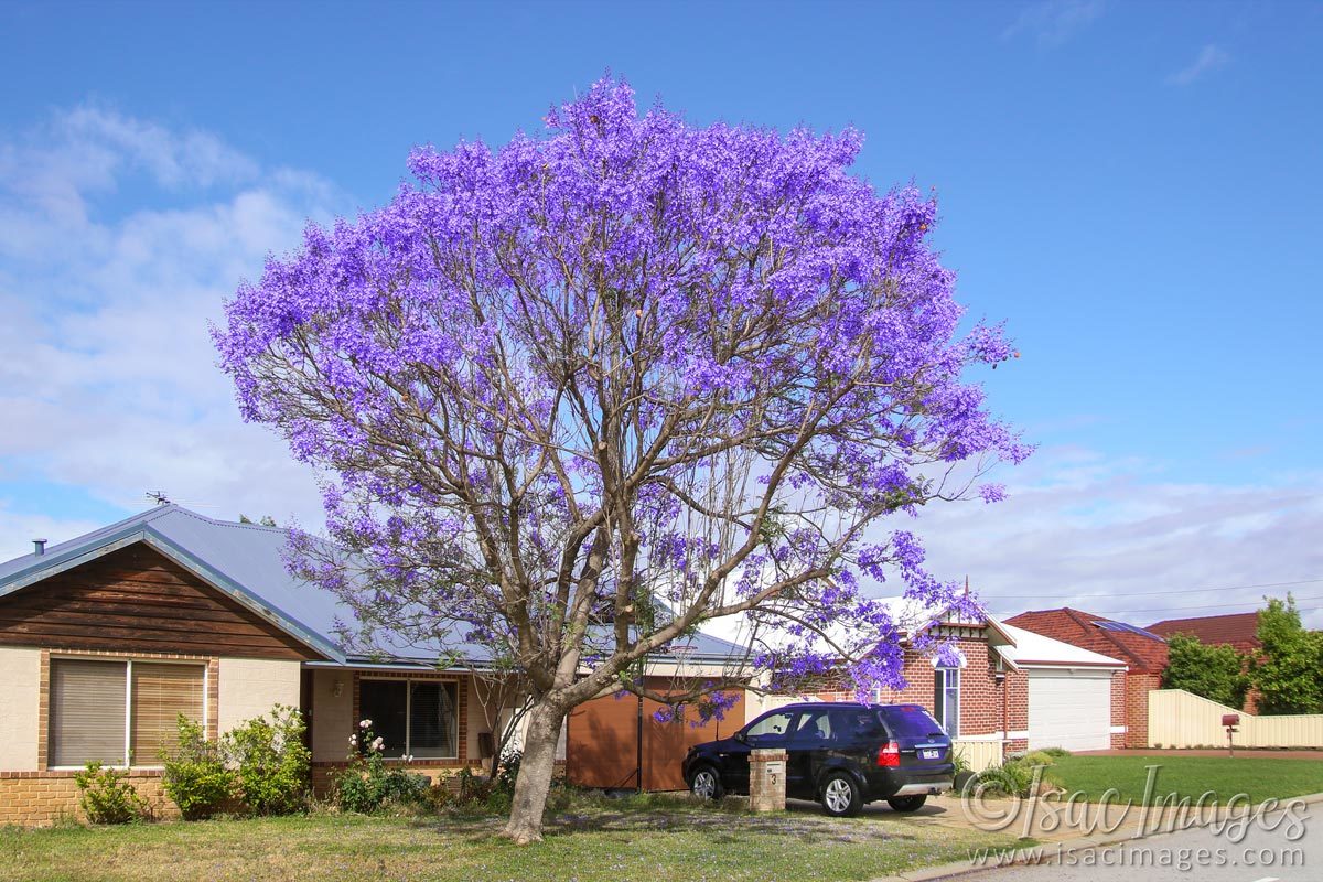 Click image for larger version

Name:	8120-Jacaranda.jpg
Views:	93
Size:	244.2 KB
ID:	495531