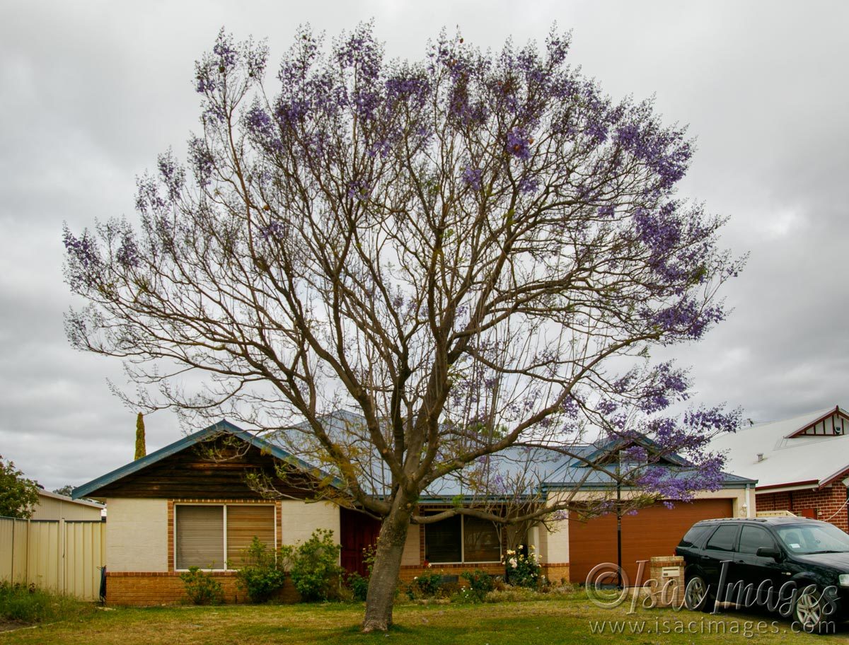 Click image for larger version

Name:	7708-Jacaranda.jpg
Views:	67
Size:	279.2 KB
ID:	495533