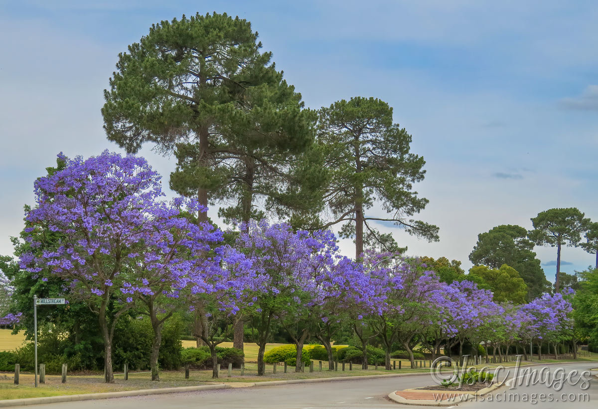 Click image for larger version

Name:	3937-Jacarandas_Ellenbrook.jpg
Views:	74
Size:	295.4 KB
ID:	495572