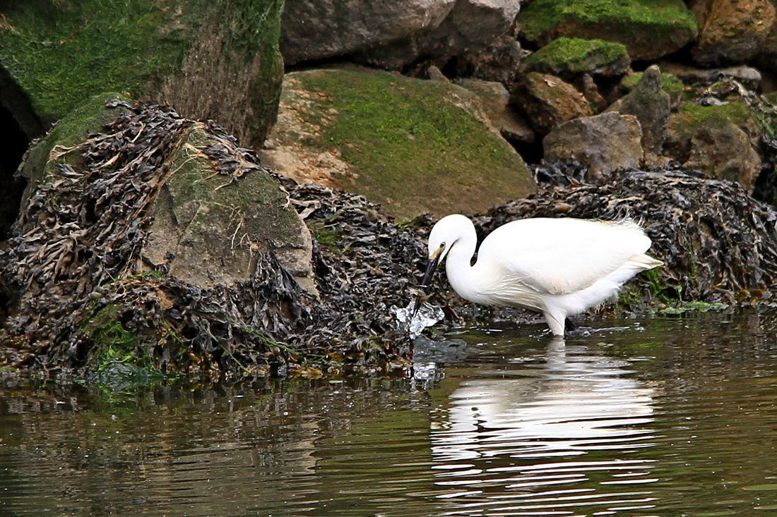 Click image for larger version  Name:	Egret.jpg Views:	0 Size:	286.5 KB ID:	495670