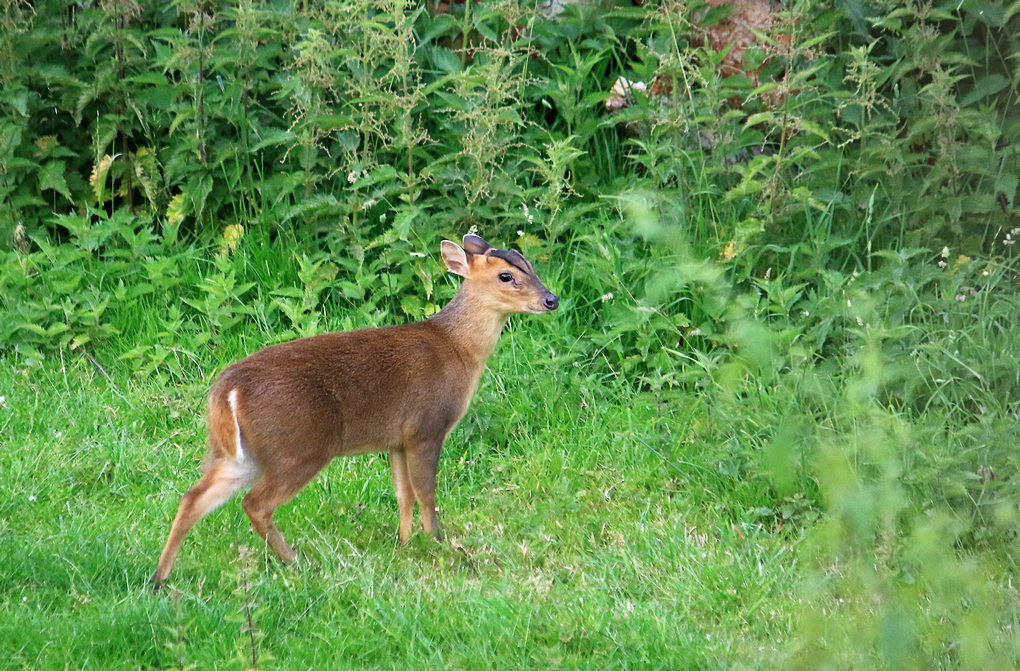 Click image for larger version

Name:	Muntjac.jpg
Views:	80
Size:	289.1 KB
ID:	495672