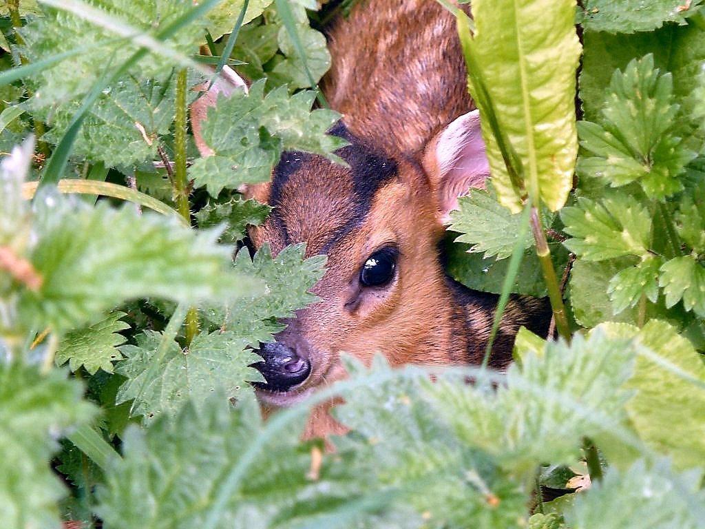 Click image for larger version  Name:	Down among the nettles.jpg Views:	0 Size:	167.0 KB ID:	495703