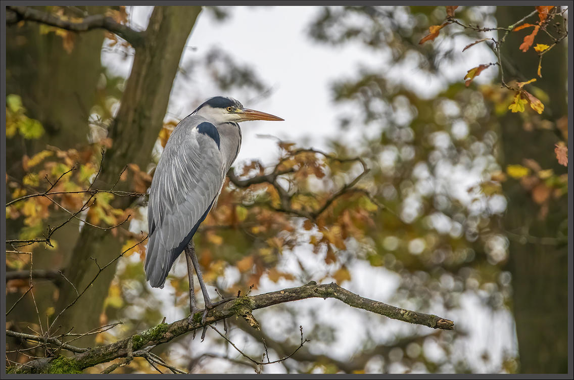 Click image for larger version

Name:	Heron.jpg
Views:	61
Size:	162.0 KB
ID:	495726