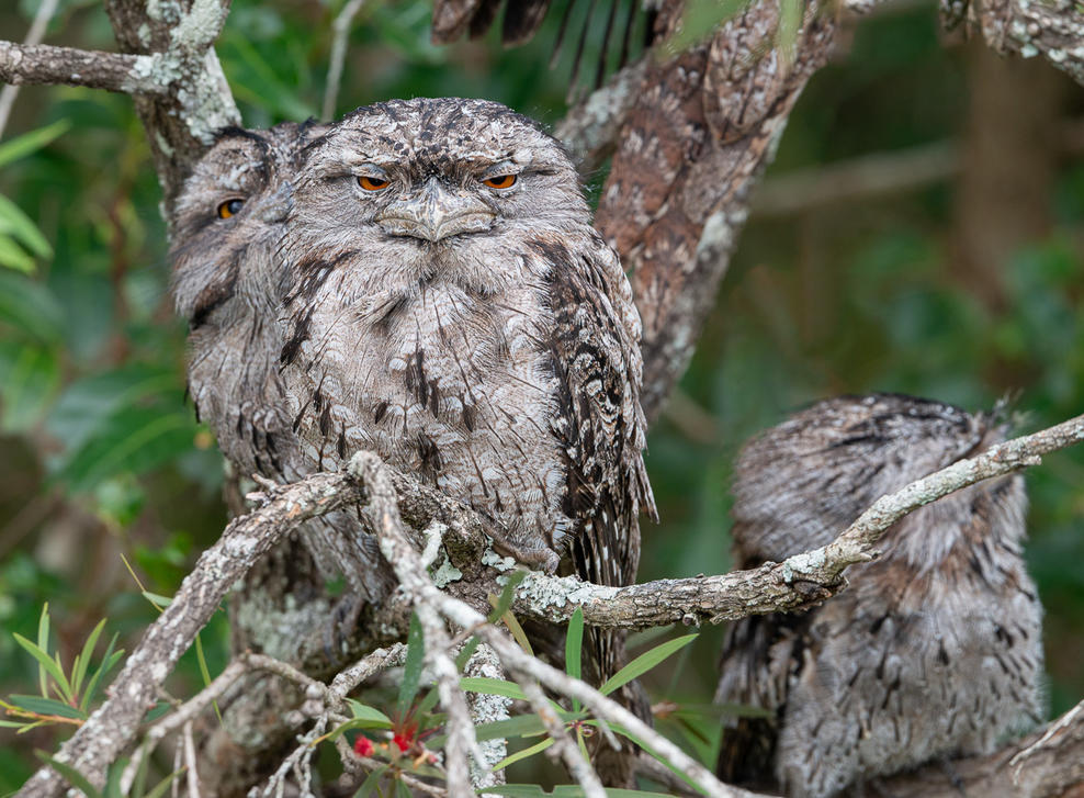 Click image for larger version

Name:	20221210_Frogmouths_0100-Edit.jpg
Views:	62
Size:	202.2 KB
ID:	495840