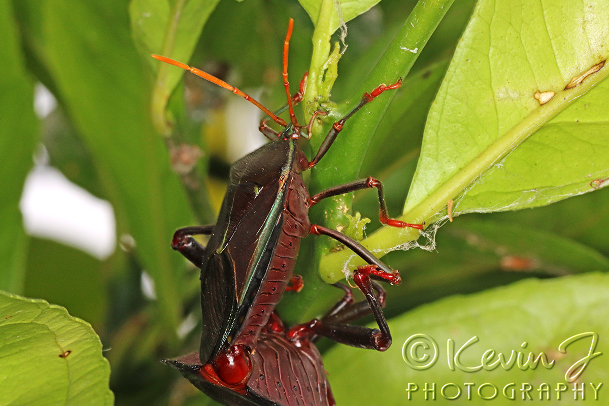 Click image for larger version

Name:	Black Bug 21.jpg
Views:	57
Size:	304.9 KB
ID:	496003