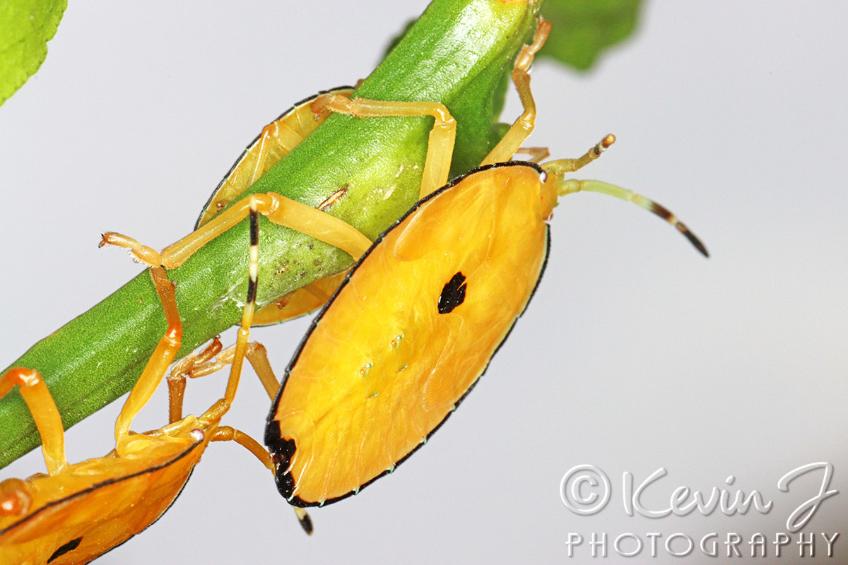 Click image for larger version

Name:	Yellow bug 26.jpg
Views:	50
Size:	282.0 KB
ID:	496004