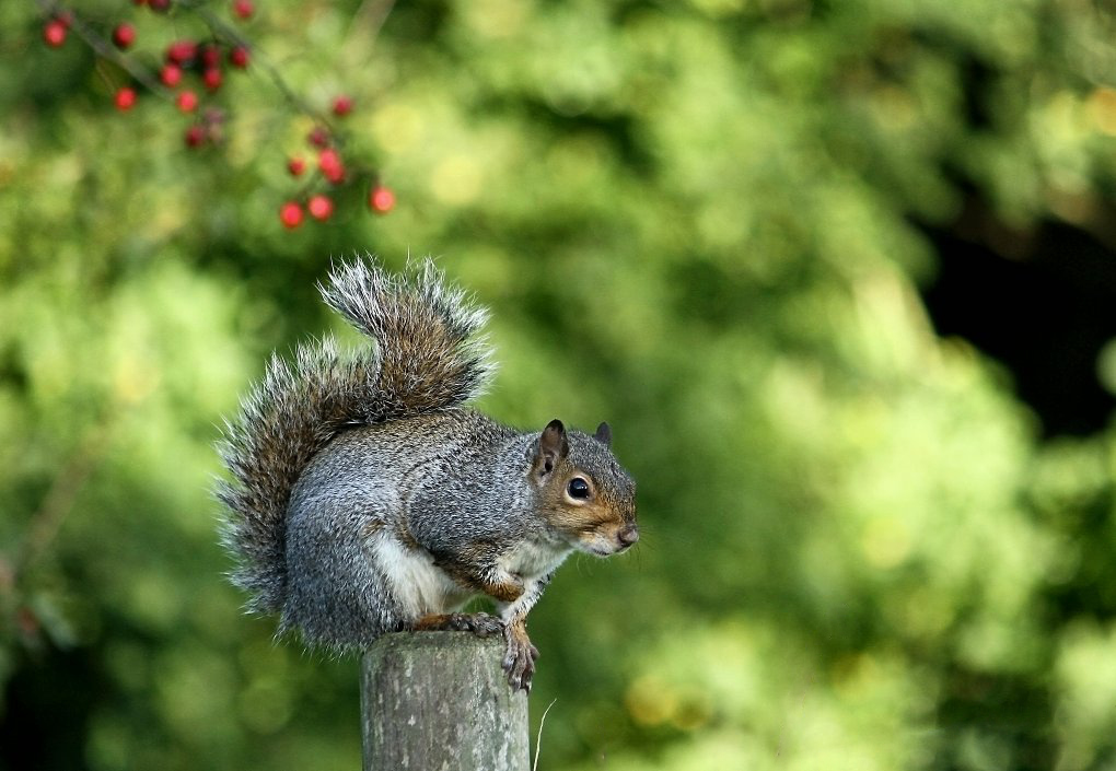 Click image for larger version

Name:	Fluff tailed tree rat(2).jpg
Views:	75
Size:	261.1 KB
ID:	496129