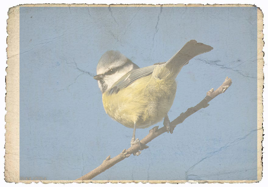 Click image for larger version  Name:	Old Bird.jpg Views:	0 Size:	138.9 KB ID:	496543