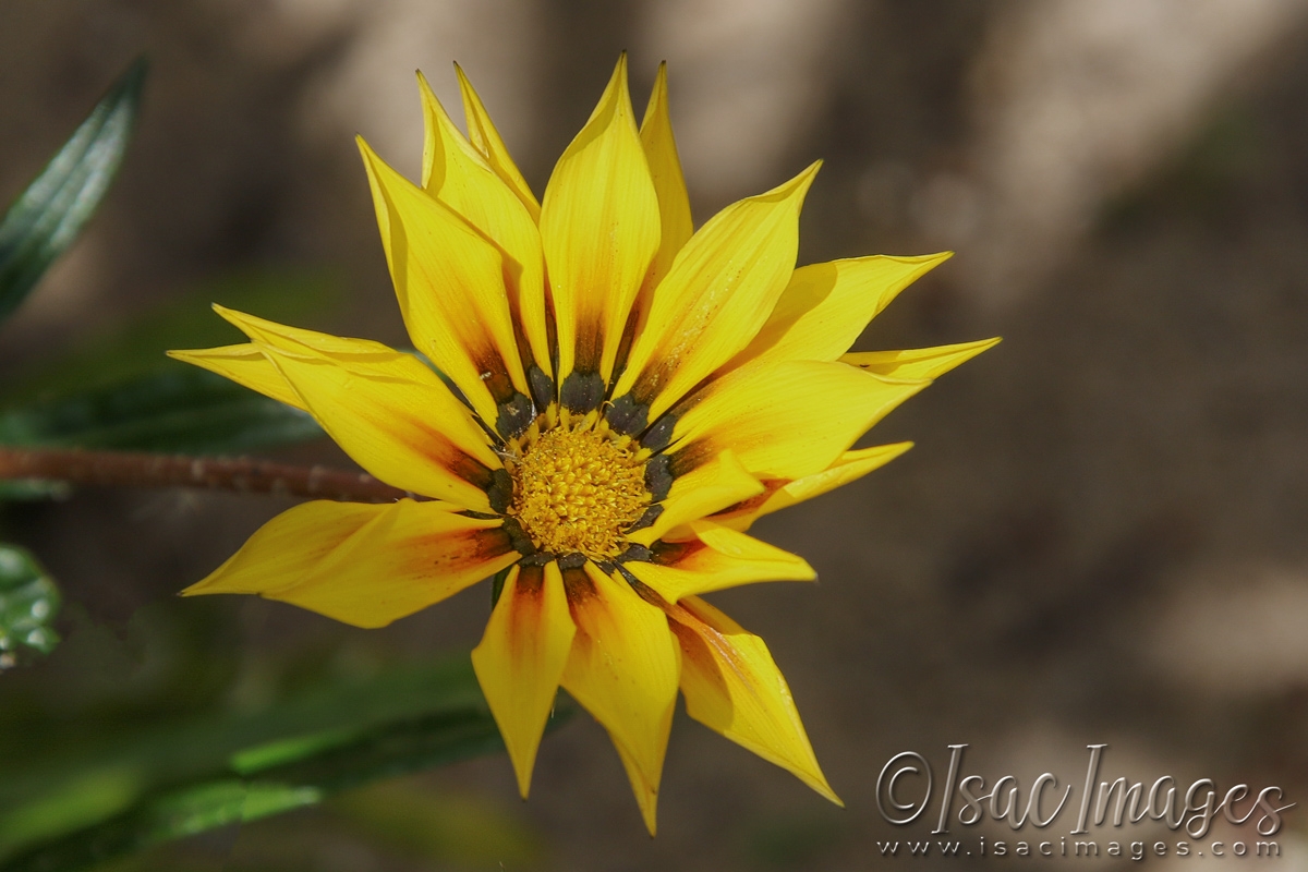 Click image for larger version

Name:	3314-Yellow_Gazania.jpg
Views:	61
Size:	467.0 KB
ID:	481419