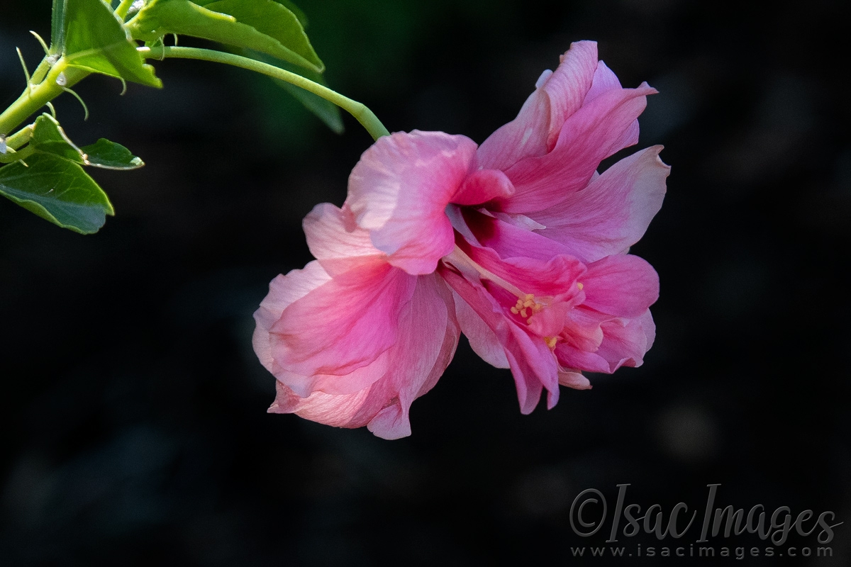 Click image for larger version

Name:	5010-Pink_Hibiscus.jpg
Views:	82
Size:	451.6 KB
ID:	483191